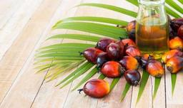 Palm yağı nedir?