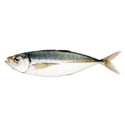İstavrit Balığı Kaç Kalori?