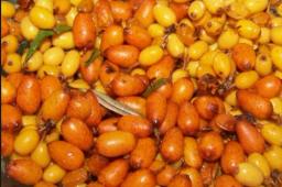 Yaban İğdesi Kaç Kalori?