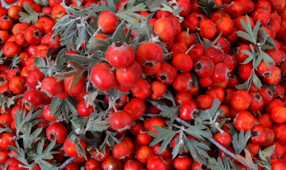 Anti-inflamatuar meyve: alıç