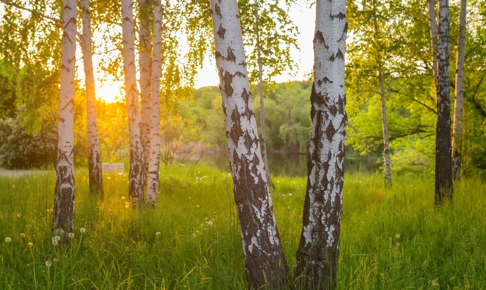 Huş ağacının faydaları nedir?