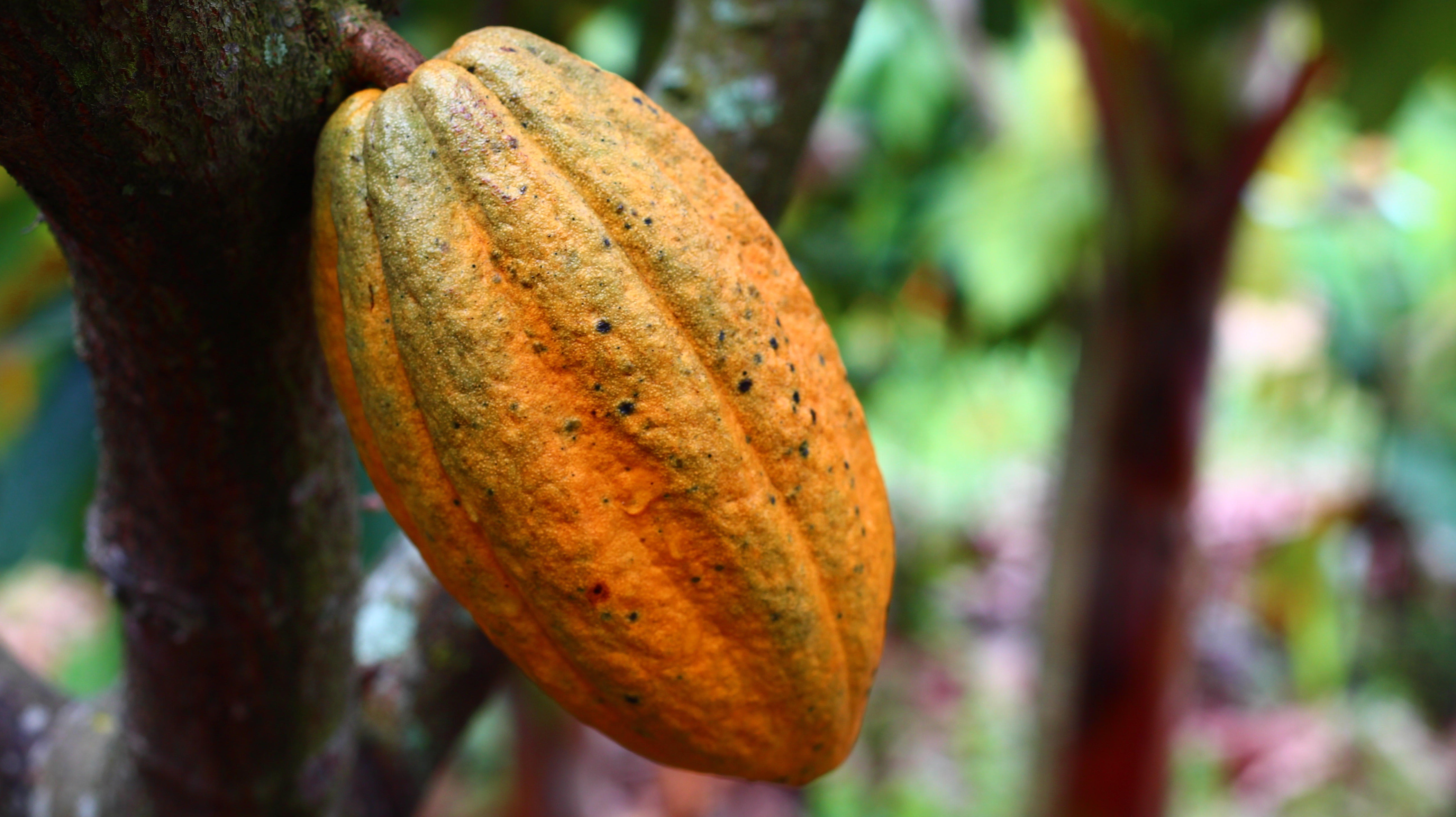 Kakaonun Sağlık Üzerine Etkileri