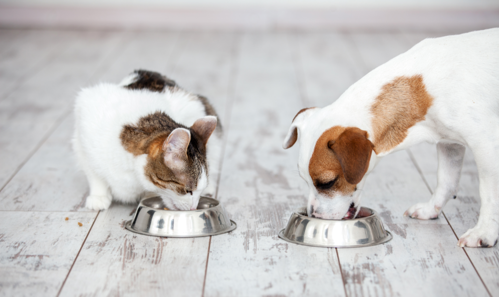 Kediler ve köpekler nasıl diyet yapmalı?