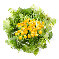 Mısırlı Kıvırcık Salata Tarifi