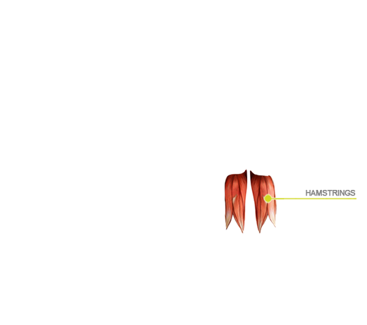 Hamstring (Üst, arka bacak)